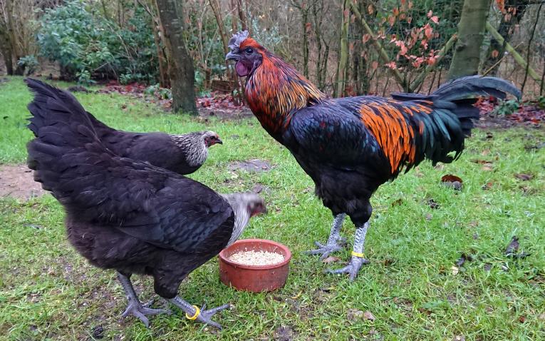 brugse vechter kweken erfgoed