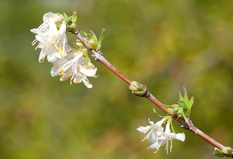 lonicera fragrantissima kopen, winterkamperfoelie