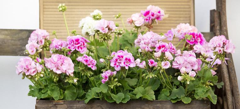 Genieten van geraniums