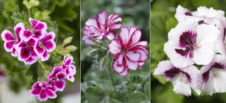 Soorten geraniums