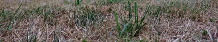 gazon herstellen na de droogte