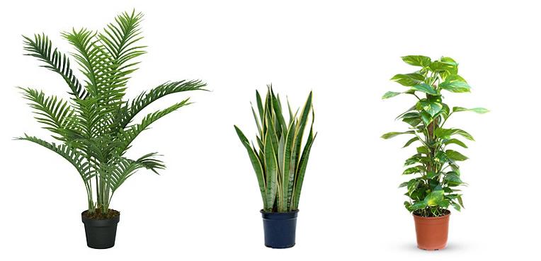 arekapalm (Chrysalidocarpus), vrouwentongen (Sansevieria), tongawingerd (Epipremnum)