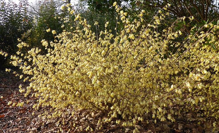 Winterbloeiers in de tuin - planten voor de wintertuin