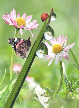 Insecten in de tuin : gewenst of ongewenst?