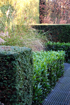 Taxus en laurierkersen groene sfeer in de tuin