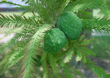 vruchten van cypres of cupressus sempervirens