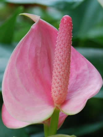 Anthurium of flamingoplant