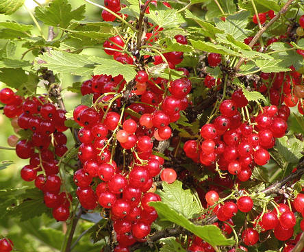 Ribes rubrum