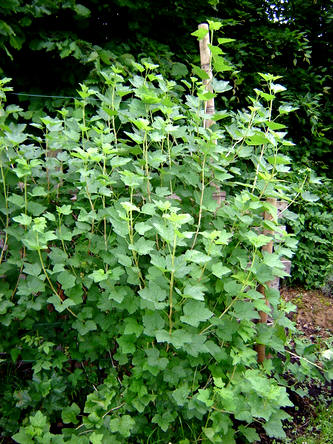 Ribes rubrum