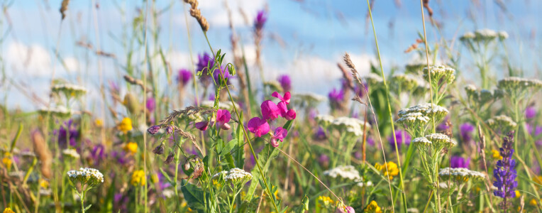 Bloemenweides zorgen voor meer biodiversiteit