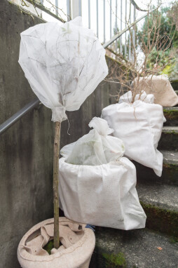 Planten beschermen tijdens de winter