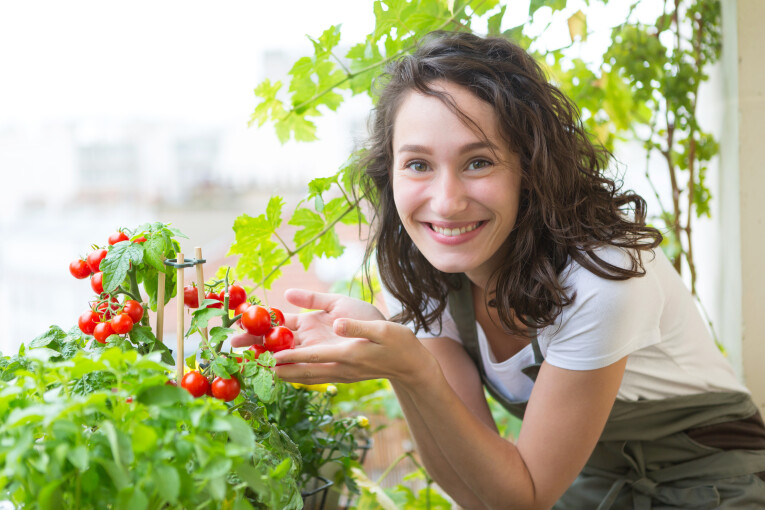 Tomaten plukken tips