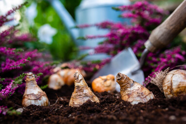 Bloembollen planten in het najaar