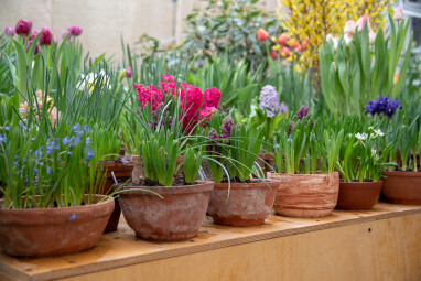 Bloembollen in pot planten