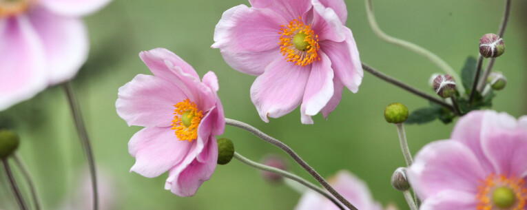 Anemonen