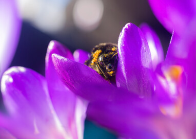 Hommel in krokus