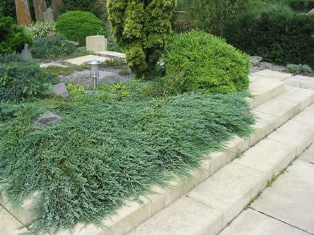 Juniperus squamata 'Blue Carpet'