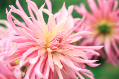 Cactus Dahlia