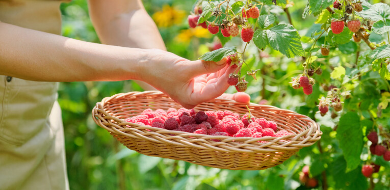 De moestuinkalender juli: oogsten en plagen