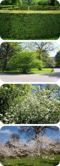 Van boven naar beneden: Taxus baccata - Corylus avellana - Crataegus monogyna - Amelanchier lamarckii