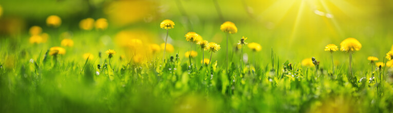 Weide vol paardenbloemen