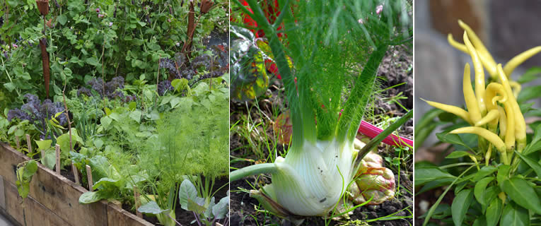 vierkante meter moestuinieren