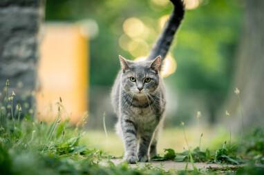 Katten uit de tuin verjagen