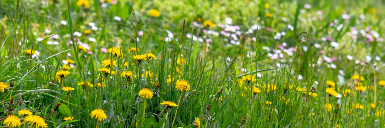 Spontane vegetatie in de tuin ecologisch bestrijden