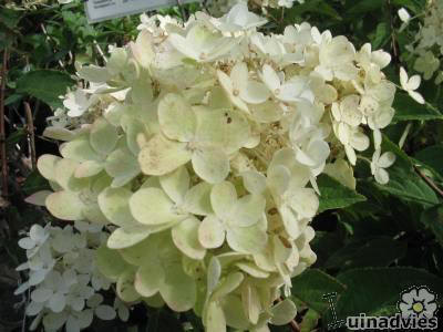 Hydrangea quercifolia