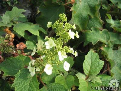 eikenbladhortensia