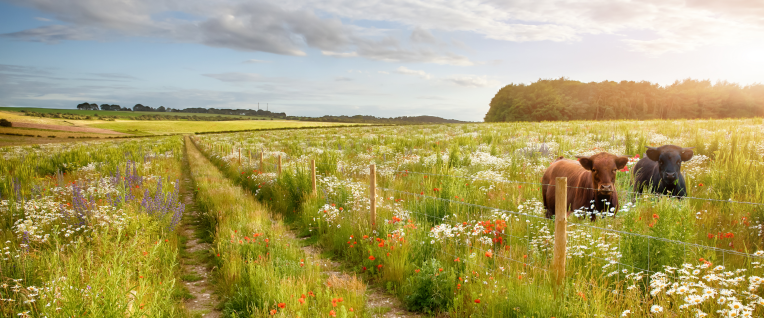 Veldbloemen in de natuur