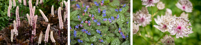 Actaea - Pulmonaria - Astrantia