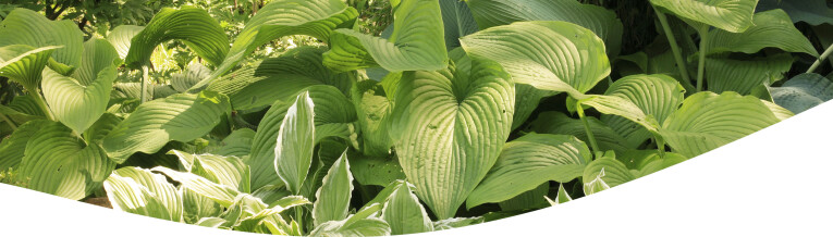 hosta's in de schaduwtuin