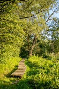 Vlonderpad door stedelijk groen