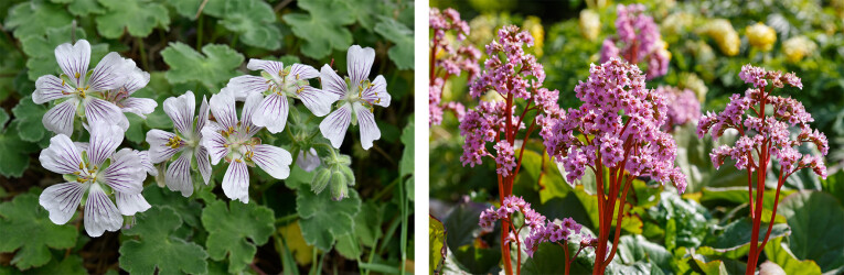 Geranium renardii - Bergenia cordifolia