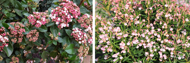 Viburnum tinus 'Lisa Rose' - Andromeda 'Blue Ice'