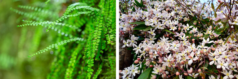 Asplenium trichomanes - Clematis armandii