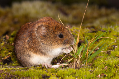 Woelmuis bestrijden