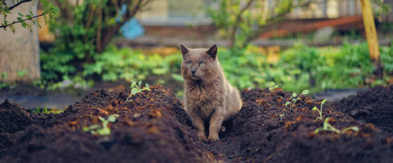 Katten weren