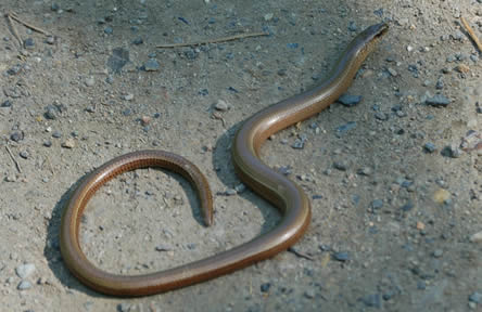 hazelworm of Anguis fragilis