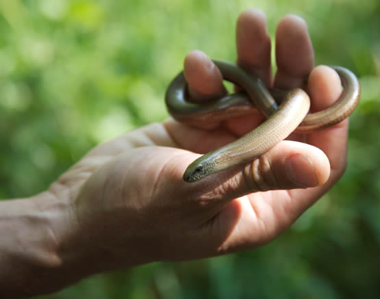 Anguis fragilis