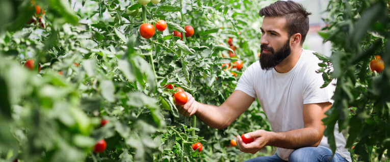 Eigen gekweekte tomaten oogsten