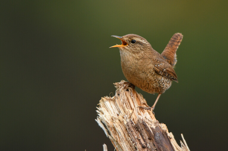 Winterkoning, Troglodytes troglodytes