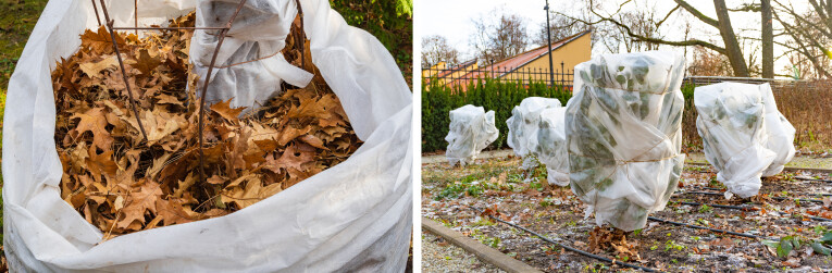 Planten beschermen tegen vorst met vliesdoek en droge bladeren