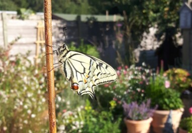 Vlinder net uit de pop