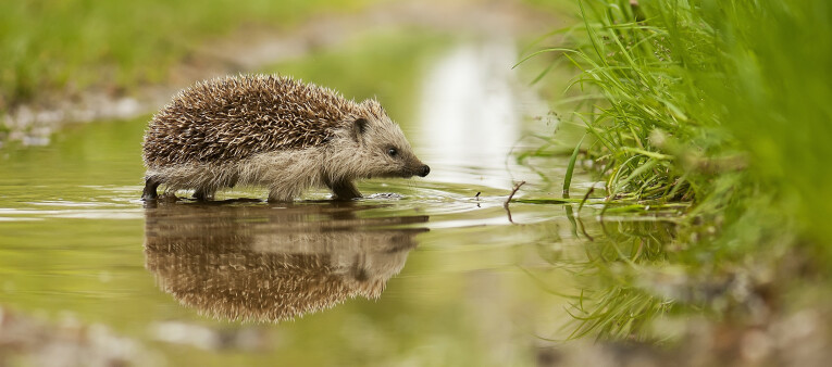 Help de egel te overleven.