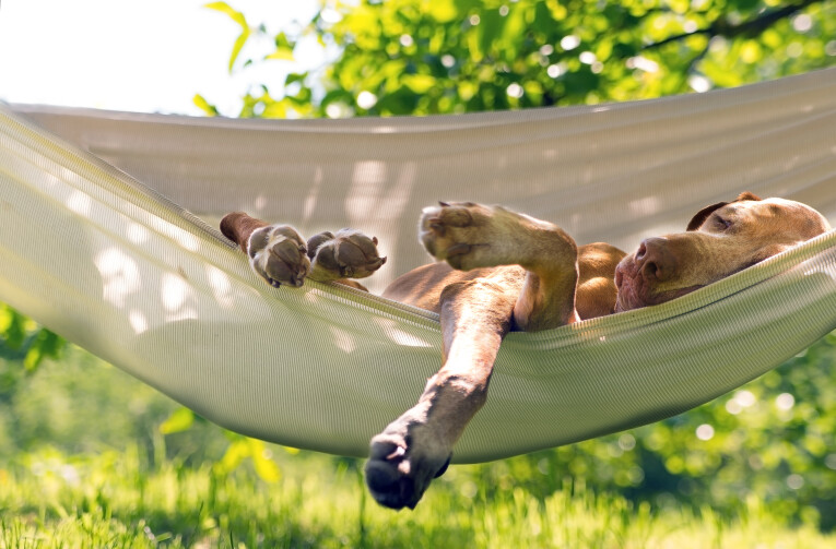 tuin beschermen voor je hond