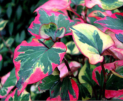 Houttuynia cordata 'Chameleon'