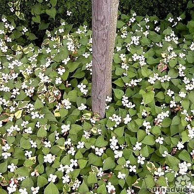 Houttuynia cordata