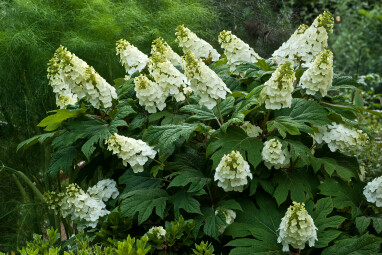 Hydrangea quercifolia